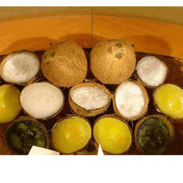 Candles in Coconut Shell with Natural Aromas of Apple - Cinnamon